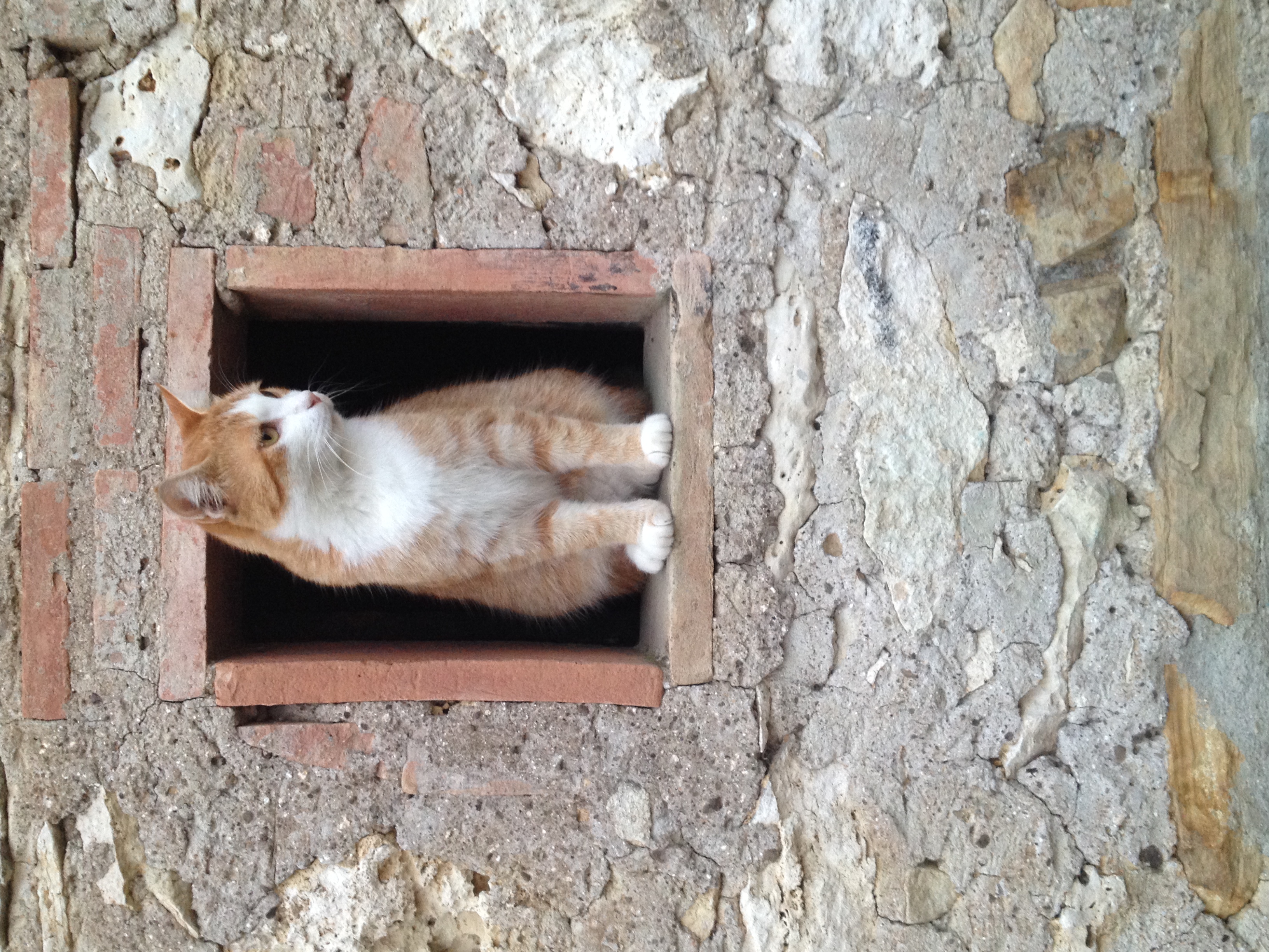 gatto su finestrinocasa