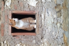 gatto su finestrinocasa